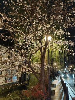 夜桜 夜桜 桜,夜桜,ライトアップの写真素材
