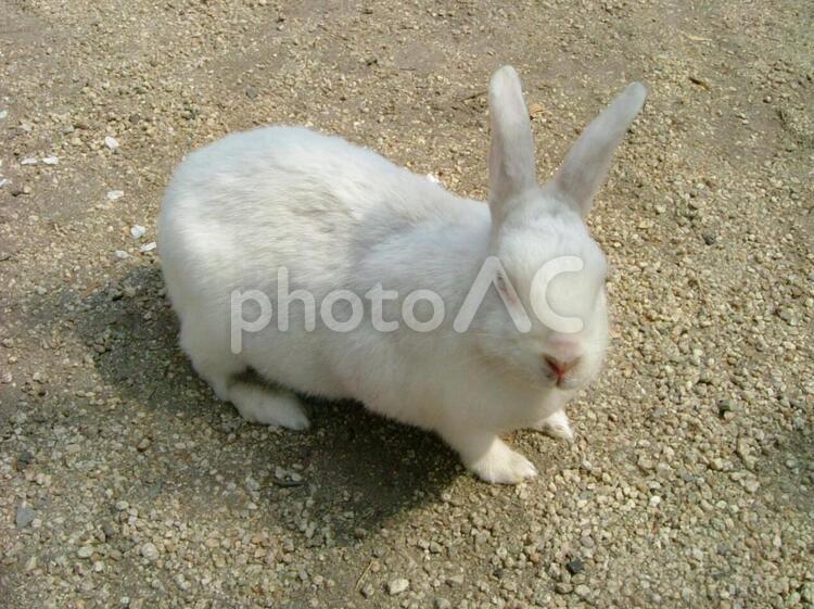 野生の白うさぎ うさぎ,ふわふわ,ウサギの写真素材