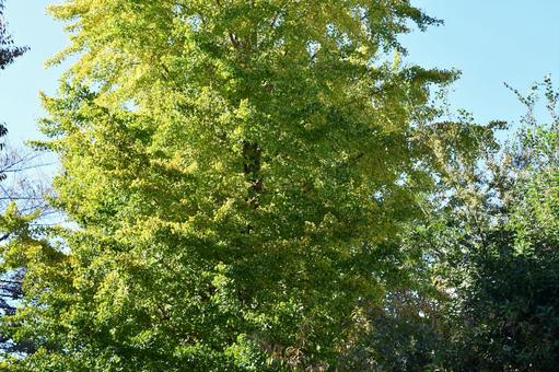 紅葉前の季節 紅葉前の季節 紅葉前,木,葉っぱの写真素材