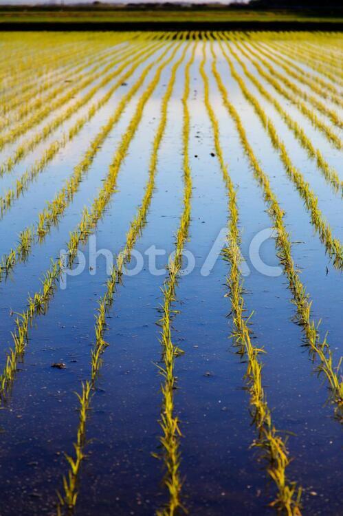 農業のイメージ-青田-02 田んぼ,田園,水田の写真素材