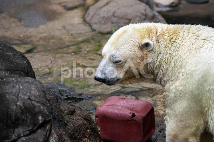 淋し気なホッキョクグマの横顔 淋し気,寝そうな,迫力あるの写真素材