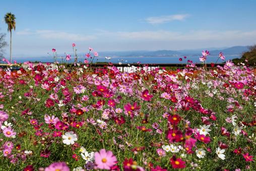 有明の森フラワー公園のコスモス 有明の森フラワー公園のコスモス コスモス,秋桜,コスモス園の写真素材