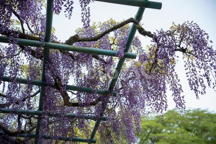 蓮華寺池公園での散歩 蓮華寺池公園,藤,藤の花の写真素材