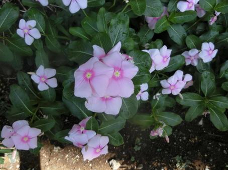 夏の花 夏の花の写真