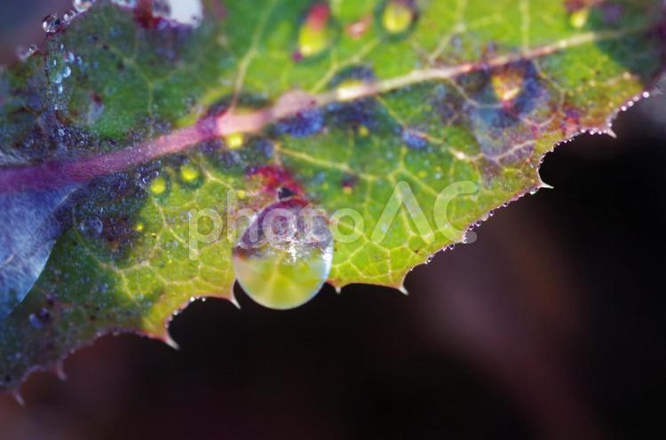 アザミの葉に残る朝露 朝露,アザミ,葉の写真素材