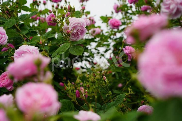 見上げたら薔薇の森 薔薇,群,岐阜ローズフェスティバルの写真素材