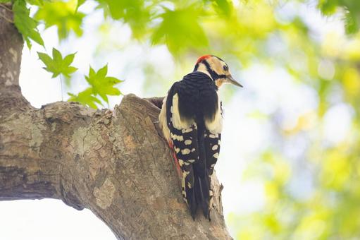自然の中のアカゲラ 自然の中のアカゲラ 野生の鳥,野生動物,風景の写真素材