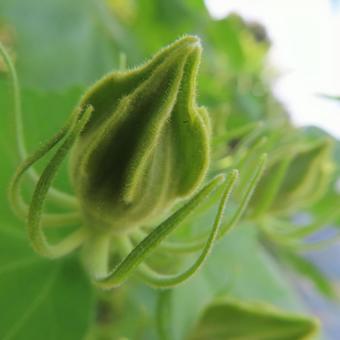 フヨウ(芙蓉) フヨウ(芙蓉)の写真