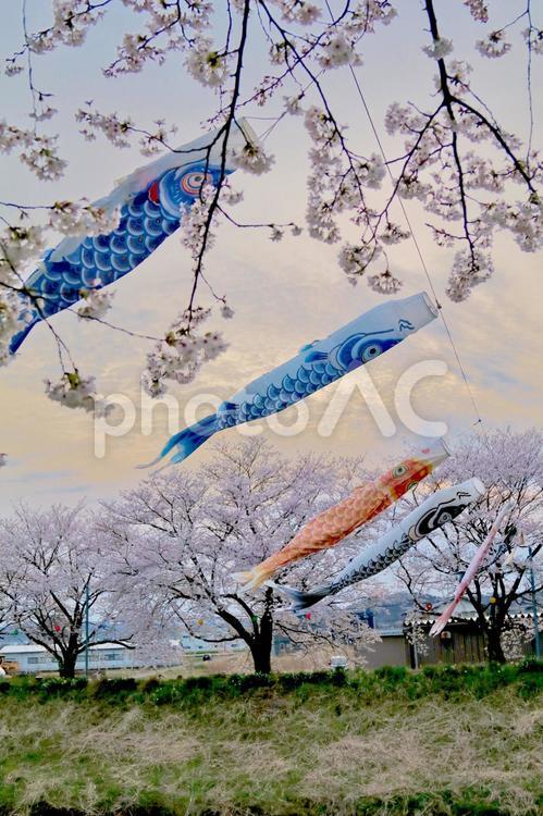 夕暮れの鯉のぼり 鯉のぼり,こいのぼり,川の写真素材