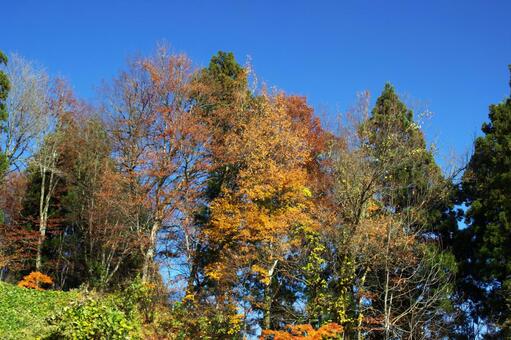 25年　山古志紅葉 秋,自然,空の写真素材