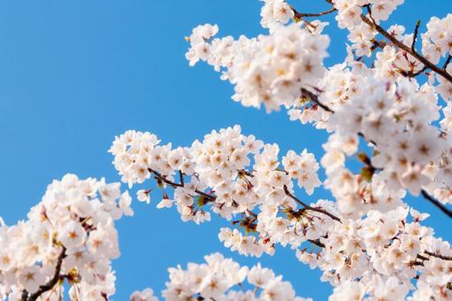 青空に映える満開の桜 14 桜,ソメイヨシノ,サクラの写真素材