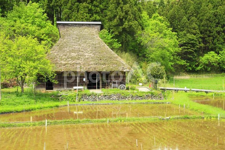 日本の原風景 植物,古民家,新緑の写真素材