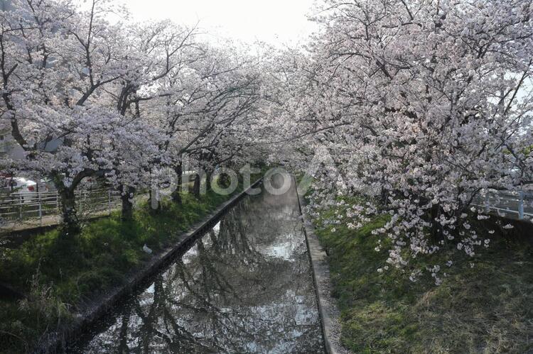 桜並木 サクラ,桜並木,並木の写真素材