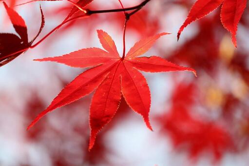真っ赤なモミジ 秋,赤,11月の写真素材