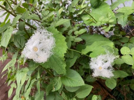 カラスウリの花 カラスウリ,カラスウリの花,烏瓜の写真素材
