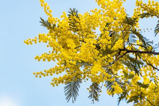 爽やかな青空に咲くミモザの花 ミモザ,花,春の写真素材