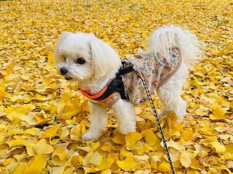 マルチーズ 犬,マルチーズ,散歩の写真素材