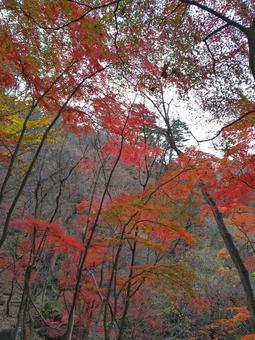 Maple, JPG Maple, JPG