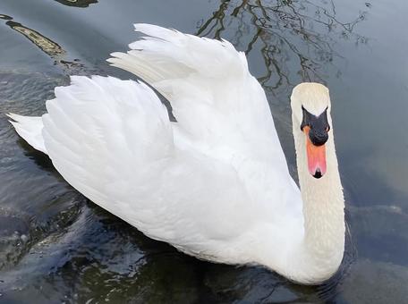 白鳥 白鳥の写真