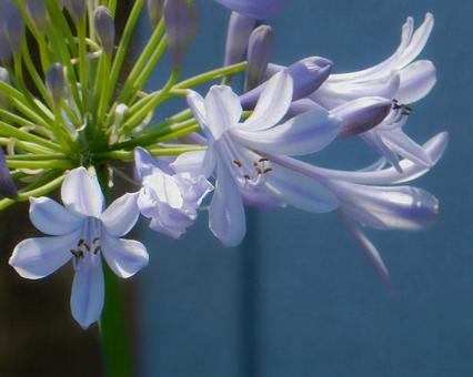 Photo, agapanthus, purple clam, blue, 