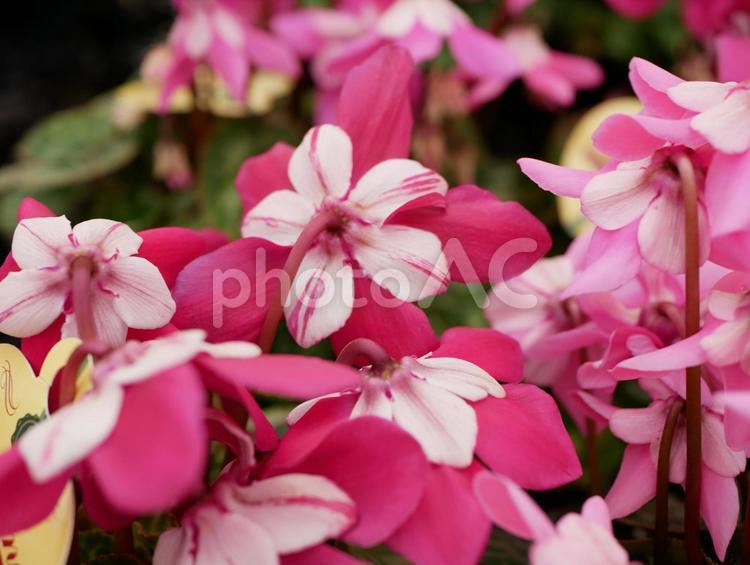 うつ向いて咲くシクラメン flower,フラワー,花の写真素材