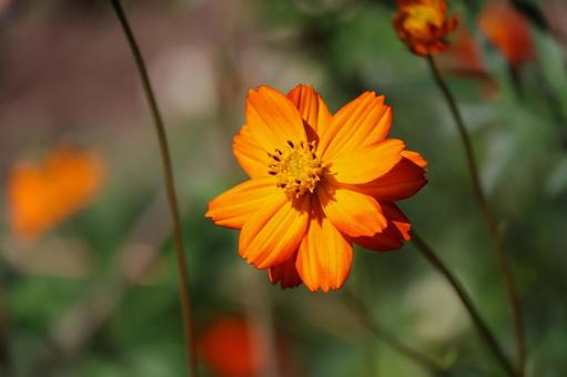 オレンジ色の花びらのコスモスの花のアップ オレンジ色,花びら,コスモスの写真素材