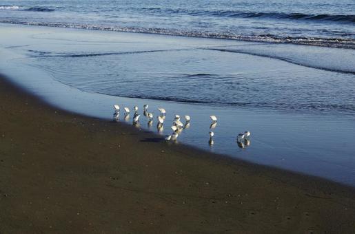 海辺の小鳥たち 海辺の小鳥たちの写真