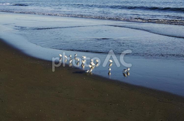 海辺の小鳥たち 湘南,鵠沼海岸,海の写真素材