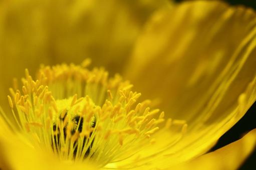 Flowers that call for happiness Flowers that call for happiness