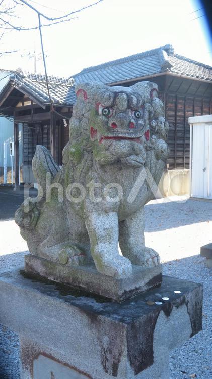 狛犬（藤岡・諏訪神社） 狛犬,狛犬獅子,阿形の写真素材