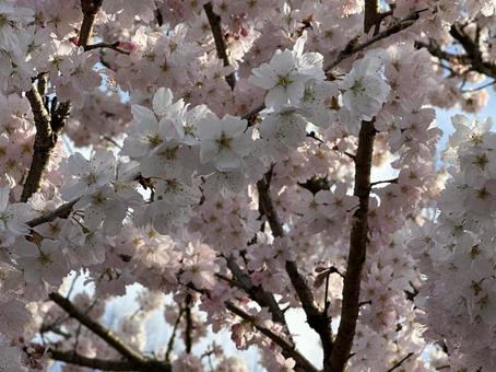 桜のアップ 桜のアップの写真