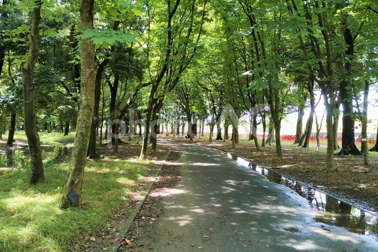 公園の風景-24 公園,自然公園,木の写真素材