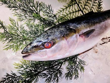 天然魚 ハマチ 天然魚 ハマチの写真