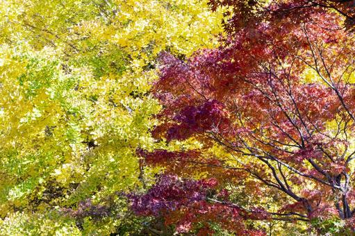 秋の気配・色づく紅葉 秋の気配・色づく紅葉の写真