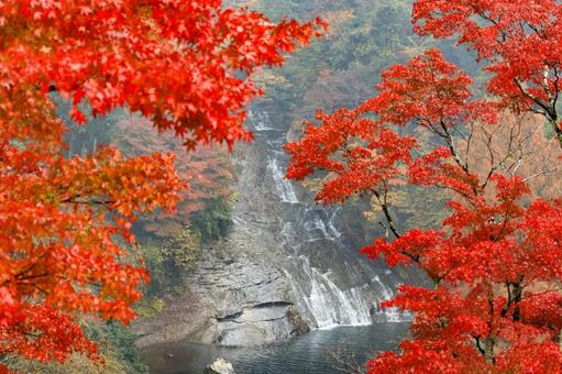 粟又の滝 粟又の滝,紅葉,養老渓谷の写真素材