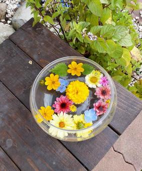 水に浮かぶ花/ウォーターボウル 水に浮かぶ花/ウォーターボウルの写真