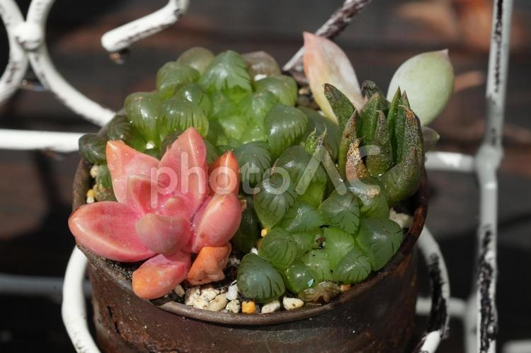 多肉植物 多肉植物,寄植,ハルオチアの写真素材
