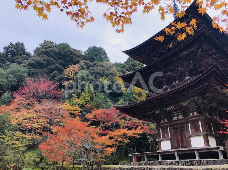 秋 滋賀県の湖東三山の一つ「金剛輪寺」 金剛輪寺,滋賀,しがの写真素材