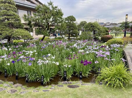 堀切菖蒲園 堀切菖蒲園 5月,花畑,バイオレットの写真素材
