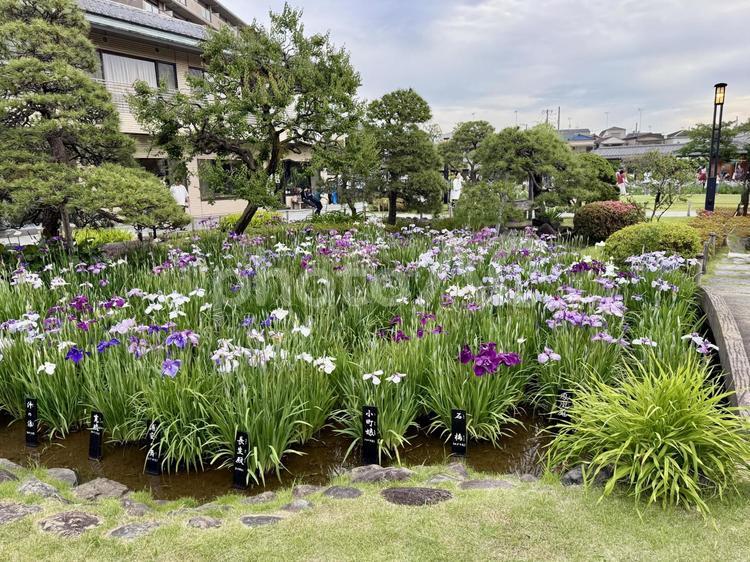 堀切菖蒲園 5月,花畑,バイオレットの写真素材