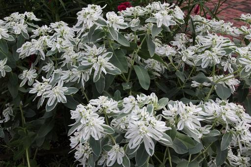 ハツユキソウ・初雪草の咲く風景 ハツユキソウ,葉の縁,雪化粧の写真素材