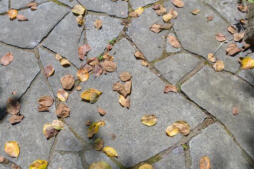 秋の落ち葉が散る石畳 落ち葉,落葉,石畳の写真素材
