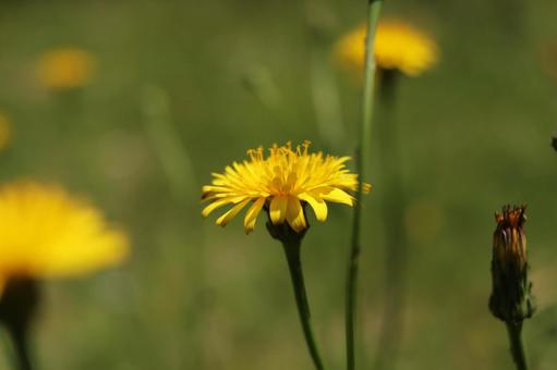 タンポポの写真
