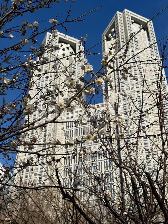 冬の東京都庁周辺の風景 梅,枯れ木,冬の写真素材