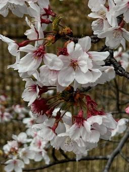 Sakuraの写真