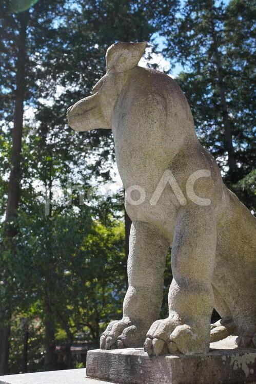 狛犬の見つめる先 日本,石像,神社の写真素材