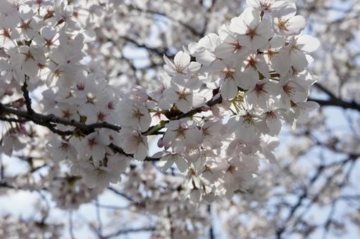 桜 桜の写真