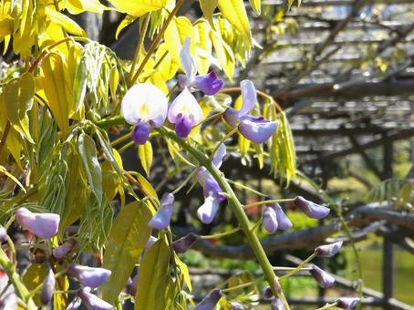 Wisteria petals, JPG Wisteria petals, JPG