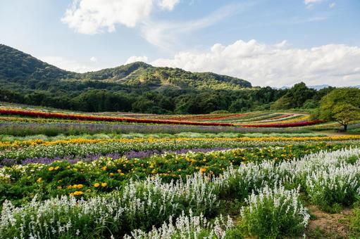 丘の風景ー秋⒄ 丘の風景ー秋⒄の写真