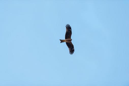 上空から辺りを見回すトビ 上空から辺りを見回すトビ トビ,猛禽類,野鳥の写真素材